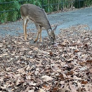 Meet your Posher, Janeth